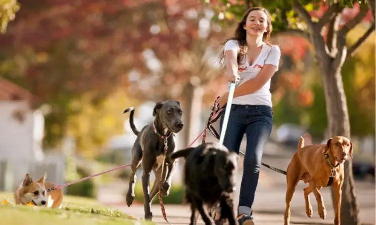 How to Become a Teenage Pet Sitter